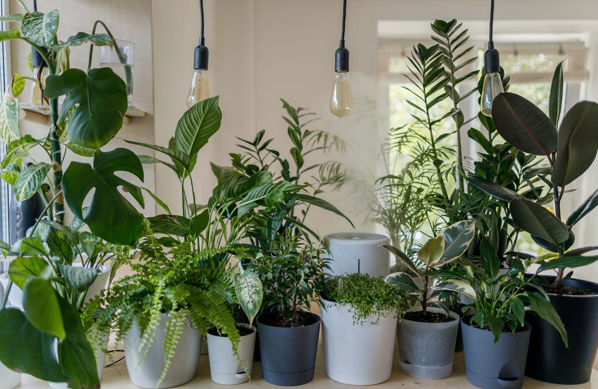 5 roślin, które warto hodować w domu