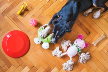 Jak przechowywać zabawki dla psa?
