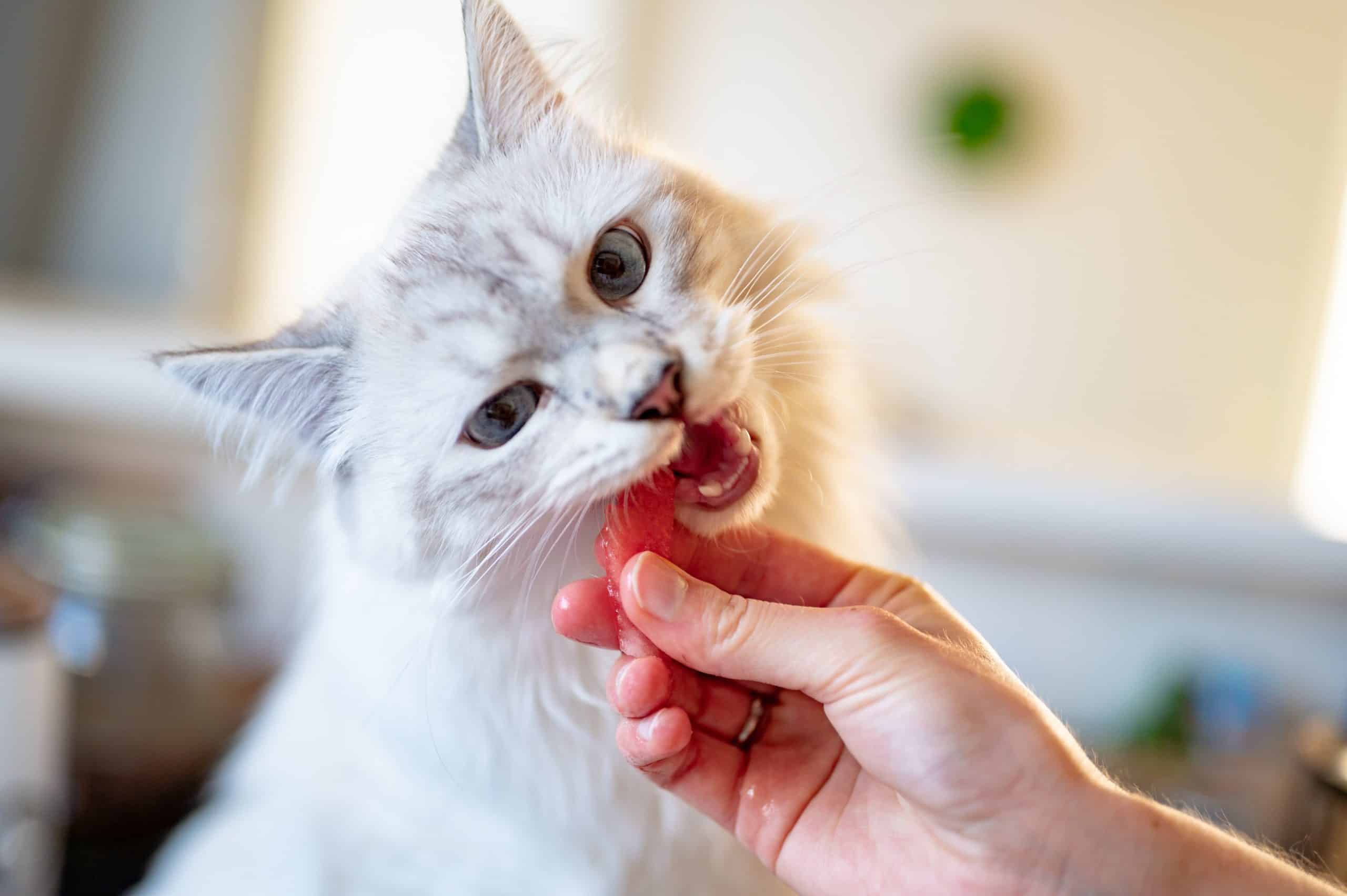 Zasady karmienia kota