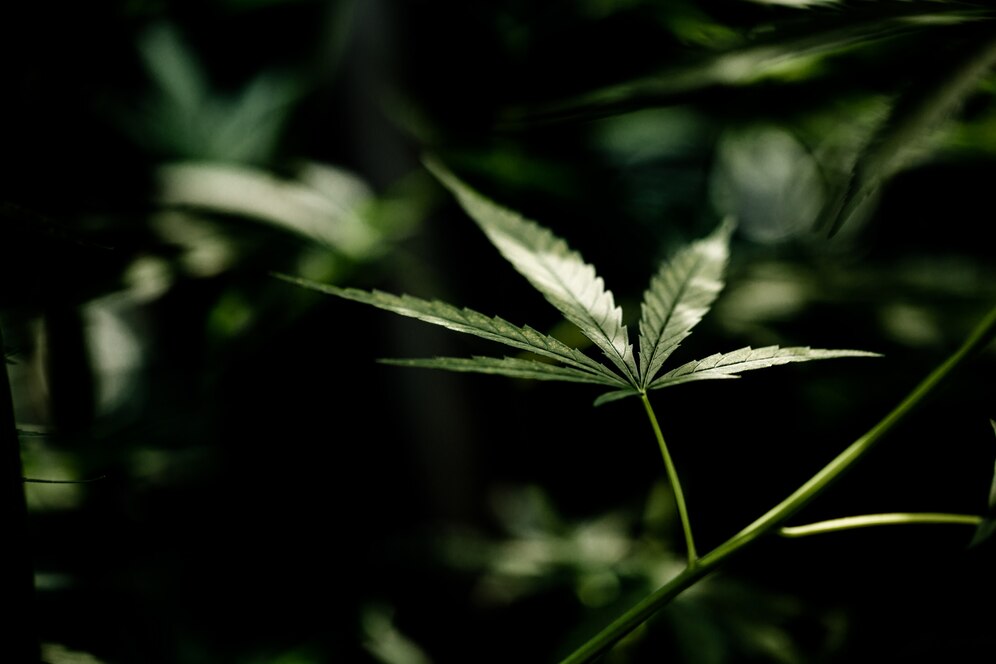 Marihuana medyczna – czy jest się czego obawiać?